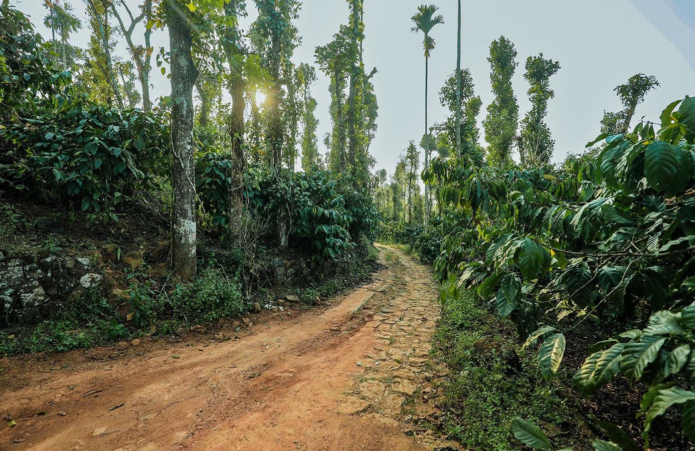 Coffee Estate